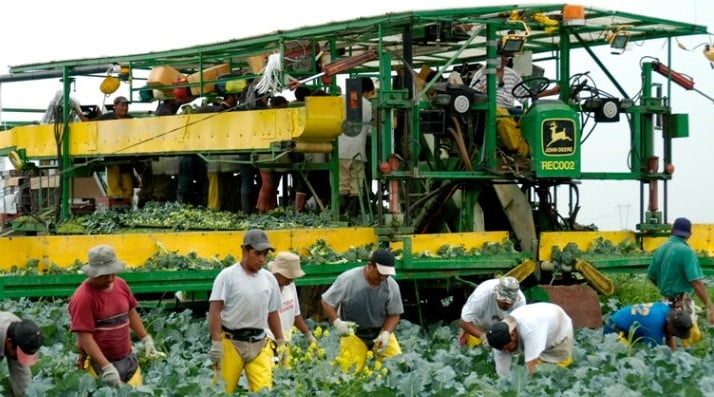 México – Viajan 400 Trabajadores Agrícolas Temporales a Canadá trabajadores