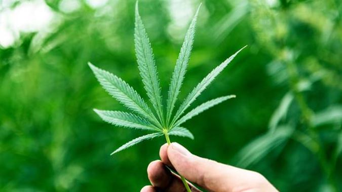 cannabis