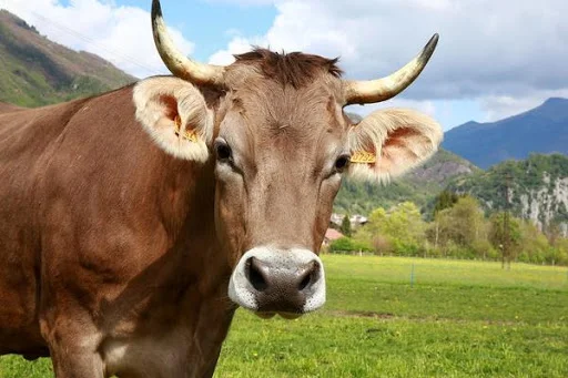 ganado