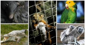fauna