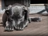animales - diario juridico