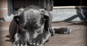 animales - diario juridico