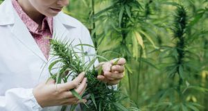 cannabis consumo