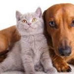castracion-perros-gatos-diariojuridico
