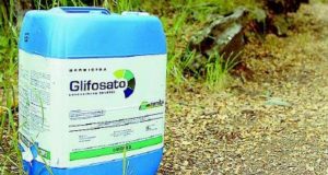 glisfosato