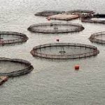 empresas-salmoneras-chile-diaiojuridico