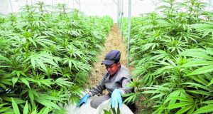 uso cannabis