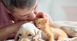 adopción animales