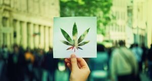 cannabis uso adulto