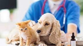 esterilización de mascotas