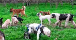 protectora animales chile
