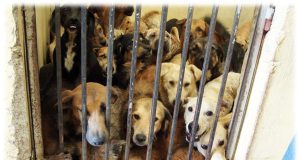 maltrato animal - diario juridico