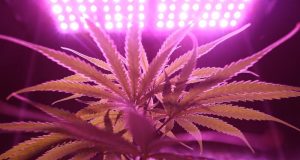 cannabis colombia