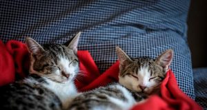 México – Avalan reformas que garantizan bienestar animal