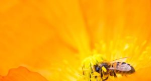 Colombia – Creación del Fondo para la Vida y la Biodiversidad creacion del fondo para la vida y la biodiversidad