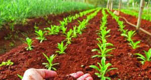 Chile - Proyecto de ley que incentiva gestión sostenible de suelos agropecuarios.