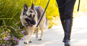 La Real Sociedad Canina pide al Gobierno extender las pruebas de salud de los perros a toda clase de criadores en la Ley de Bienestar Animal Ratifican -el- despido -de -una- trabajadora -que- paseaba -perros- estando- de- baja-diario-juridico