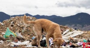 México – Reforma constitucional para salvaguardar derechos de animales