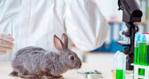 Chile – Prohibirían a la industria cosmética experimentar con animales