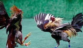 México: Regularían ingreso a peleas de gallos y corridas de toros