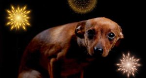 Colombia – Senado advierte sobre el uso de la pólvora y los daños a animales Colombia – Senado advierte sobre el uso de la pólvora y los daños a animales