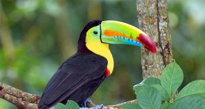 Colombia – Proyectos animalistas fueron protagonistas en el Senado Colombia - Proyectos animalistas fueron protagonistas en el Senado