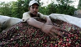 Colombia – Campesinos que sustituyeron coca por café recibieron títulos de sus tierras Colombia - Campesinos que sustituyeron coca por café recibieron títulos de sus tierras