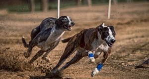 Chile – Proyecto que prohíbe y sanciona la organización de carreras de perros Chile - Proyecto que prohíbe y sanciona la organización de carreras de perros