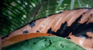 Colombia – Reducción de Emisiones por Deforestación y Degradación de los Bosques.