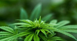 Colombia - Amplía exportaciones de cannabis