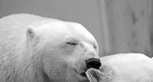 México – Concientizar sobre el bienestar animal