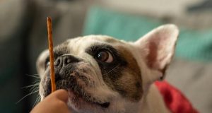 Colombia – Animales de compañía no pueden ser embargados