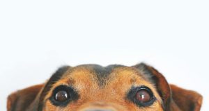 Colombia – Cámara aprueba por unanimidad la Ley Ángel Colombia - La Plenaria de la Cámara aprueba por unanimidad la Ley Ángel