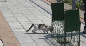 clinica veterinaria - diario juridico