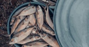 Chile – Proyecto de fraccionamiento pesquero Chile - Proyecto de fraccionamiento pesquero