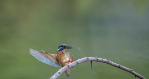 México – Jurisprudencia delito de atentado al equilibrio ecológico