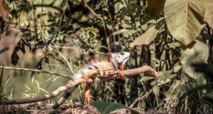 Colombia - Ley de Empatía educación ambiental en protección animal