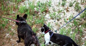 Colombia – Transporte público para perros y gatos domésticos