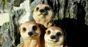 Colombia – “Ley de empatía” sobre protección animal