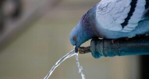 Chile - Régimen jurídico aplicable a los servicios sanitarios rurales