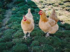 Chile – “Huevos de gallina feliz”