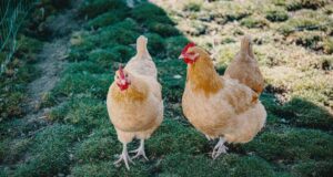 Chile – “Huevos de gallina feliz”