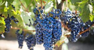 Chile – Regulación fotofitosanitaria-diariojuridico