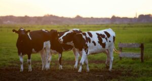 Colobia - Fomentar una ganadería responsable