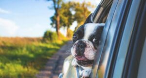 Colombia - Mascotas podrán viajar seguras