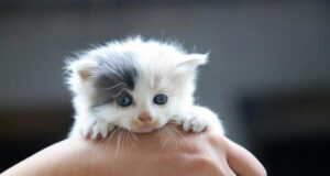 Colombia – El 48 % de las personas no conoce el reglamento para la convivencia con animales