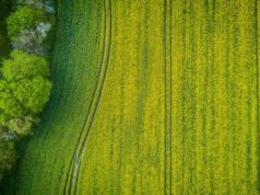 Colombia - Erradicar cultivos de coca