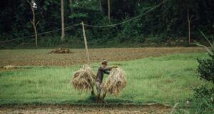 Colombia – Amnistía para campesinos deudores