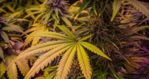 México – 420 Ley de Cannabis