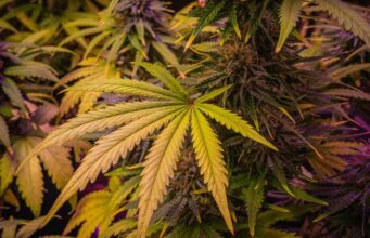 México – 420 Ley de Cannabis